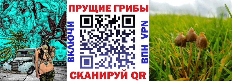 Псилоцибиновые грибы мухоморы Купить закладки Сокол